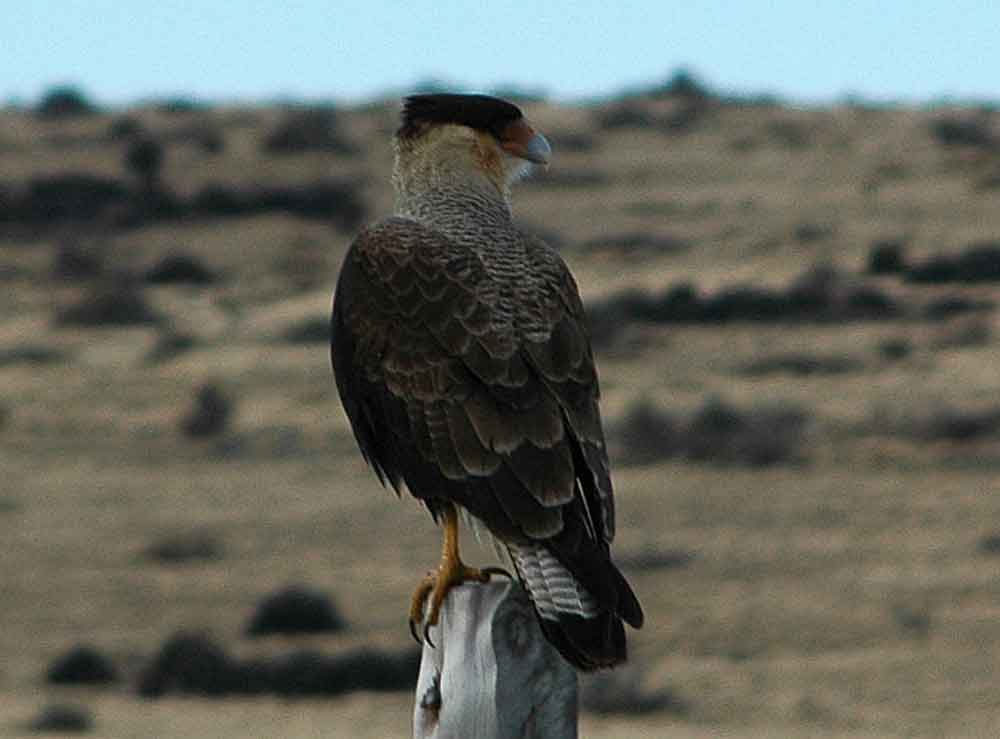 Águila Carancho - parque nacional Torres del Paine - Chile.jpg